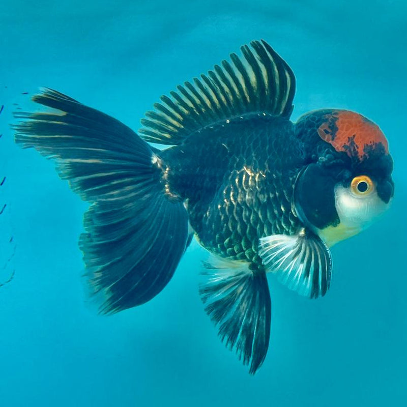 Thai Oranda Black Body Red Cap 3.5" Body Male (CK-313)R1A02