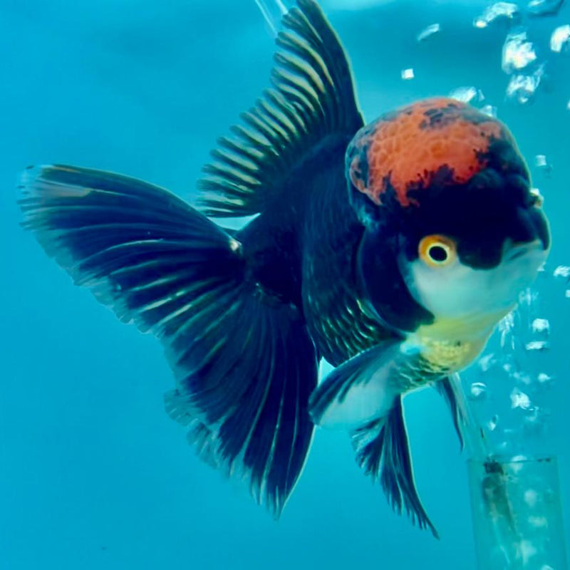 Thai Oranda Black Body Red Cap 3.5" Body Male (CK-313)R1A02