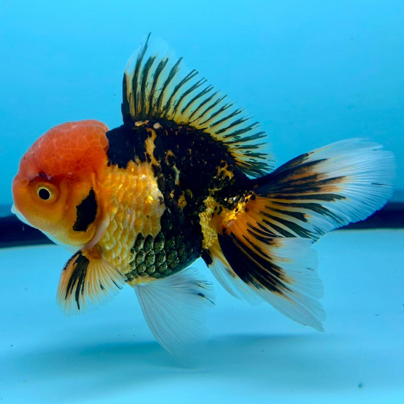 Thai Oranda Apache 3" Body Male (CK-315)R1A02