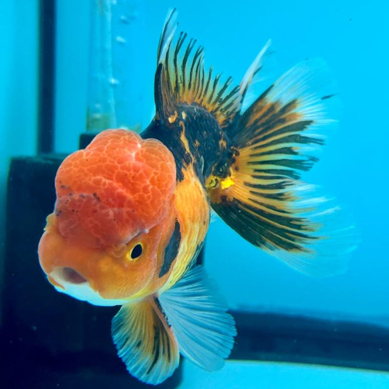 Thai Oranda Apache 3" Body Male (CK-315)R1A02