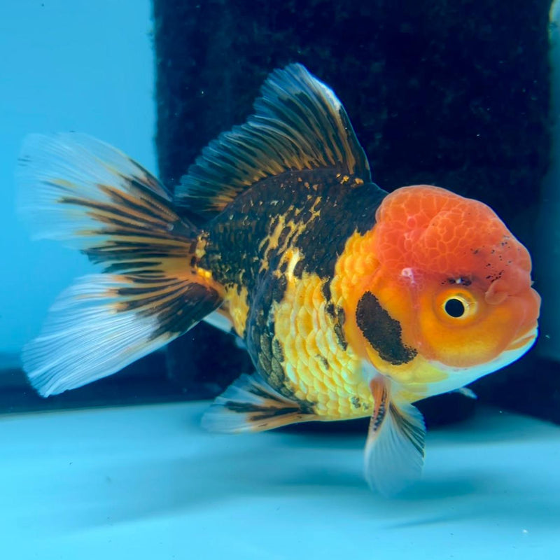 Thai Oranda Apache 3" Body Male (CK-315)R1A02
