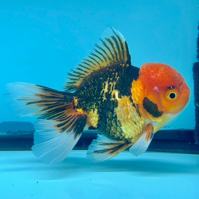 Thai Oranda Apache 3" Body Male (CK-315)R1A02