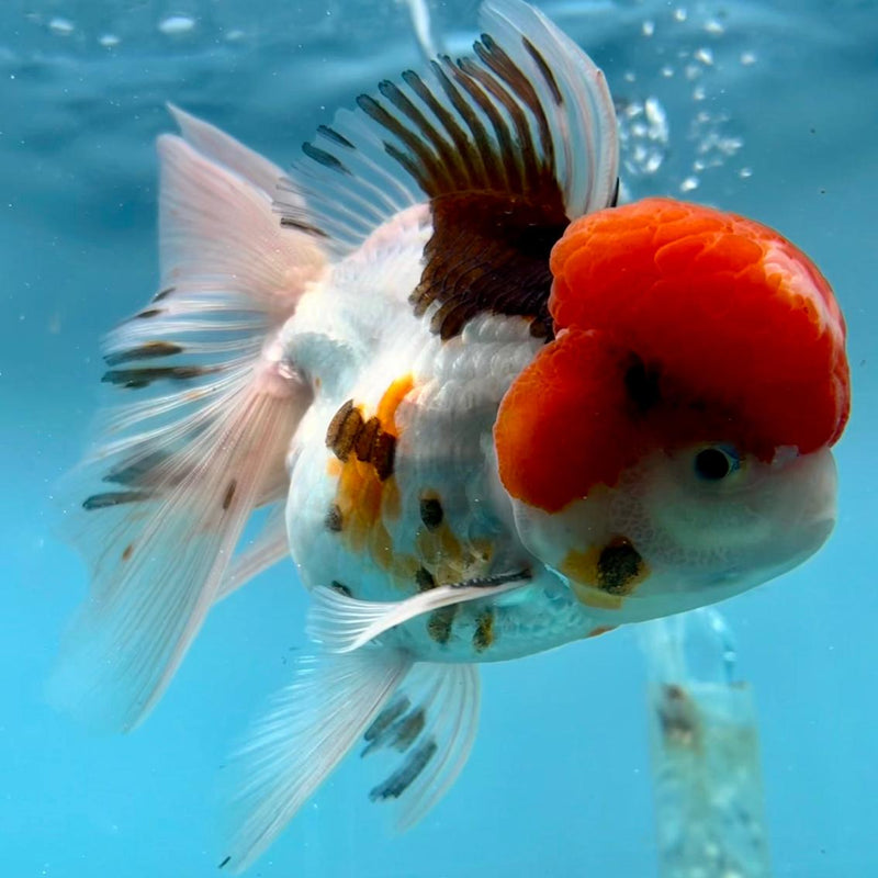 Thai Oranda Tri-Color 3" Body Male (CK-329)R1A12