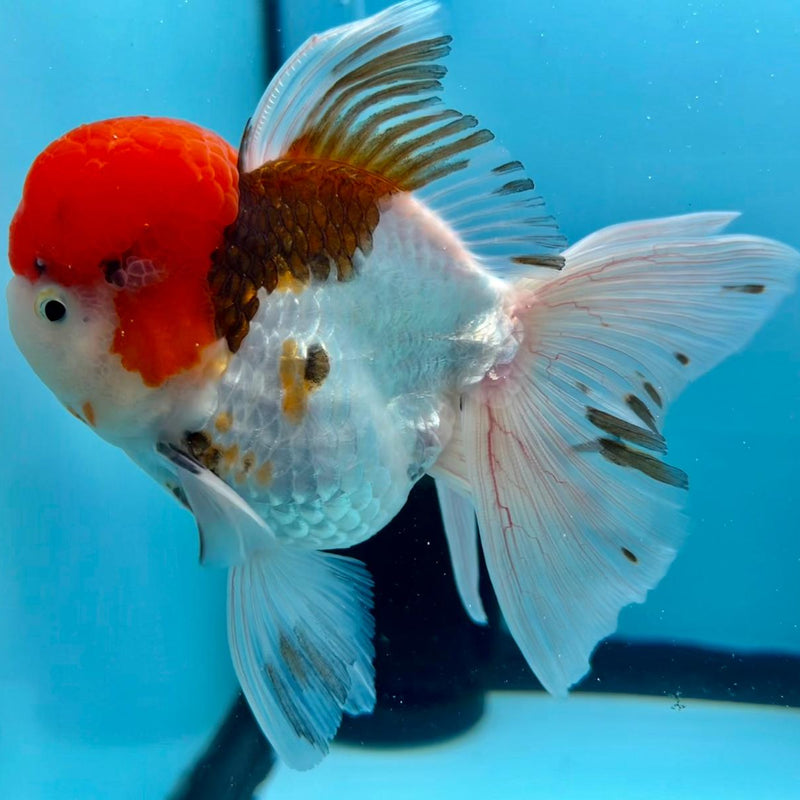 Thai Oranda Tri-Color 3" Body Male (CK-329)R1A12