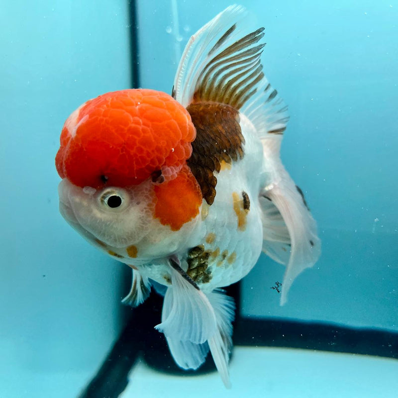 Thai Oranda Tri-Color 3" Body Male (CK-329)R1A12