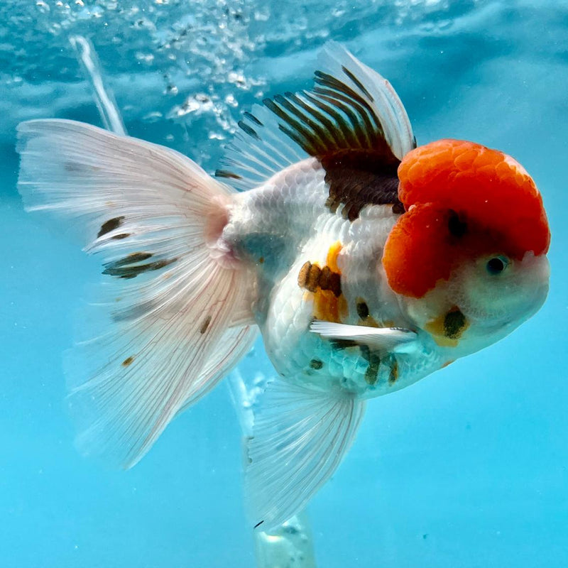 Thai Oranda Tri-Color 3" Body Male (CK-329)R1A12