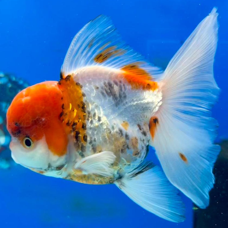 Thai Oranda Tri-Color 3" Body Male (CK-334)R1A12