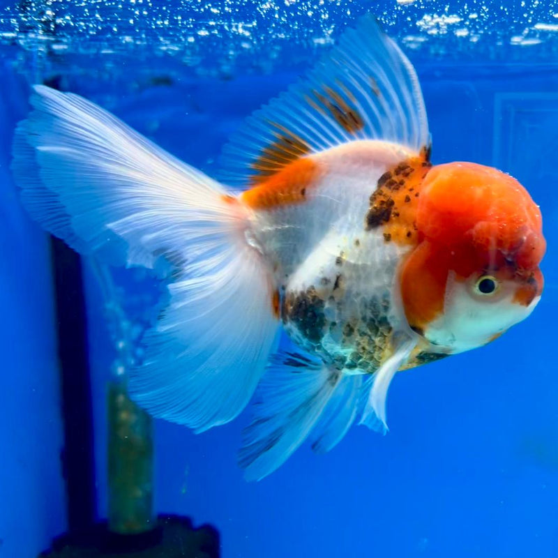 Thai Oranda Tri-Color 3" Body Male (CK-334)R1A12