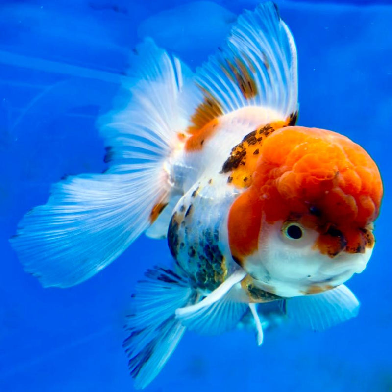 Thai Oranda Tri-Color 3" Body Male (CK-334)R1A12