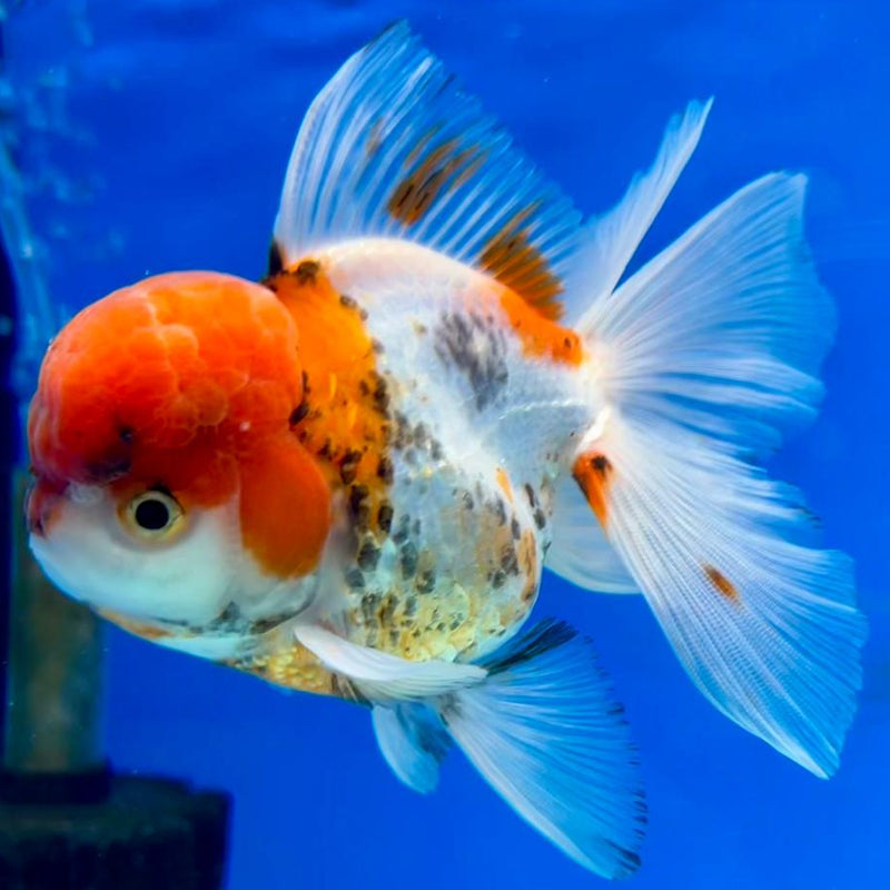 Thai Oranda Tri-Color 3" Body Male (CK-334)R1A12