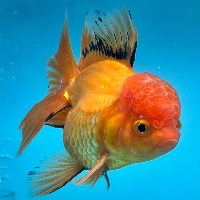Thai Oranda Apache 3.5" Body Male (CK-337)R1A12