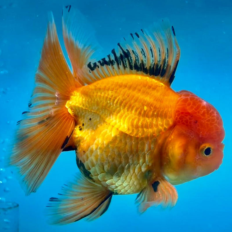 Thai Oranda Apache 3.5" Body Male (CK-337)R1A12