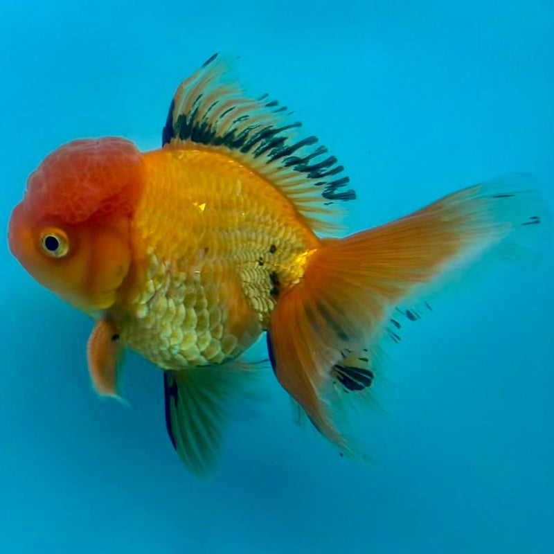 Thai Oranda Apache 3.5" Body Male (CK-337)R1A12