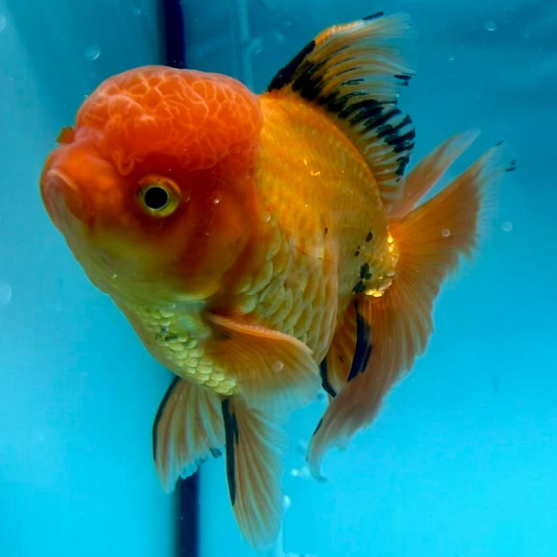Thai Oranda Apache 3.5" Body Male (CK-337)R1A12