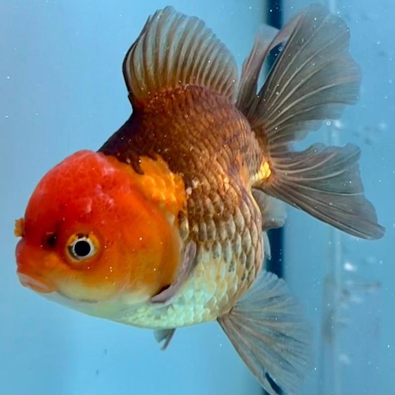 Thai Oranda Apache 3" Body Female (CK-344)R1A10