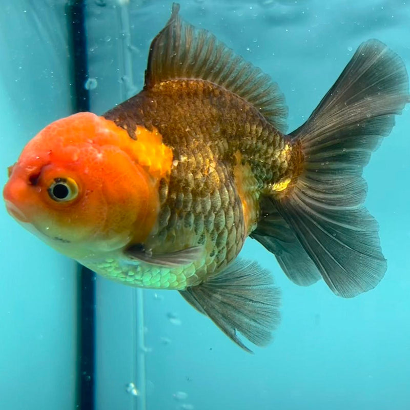 Thai Oranda Apache 3" Body Female (CK-344)R1A10