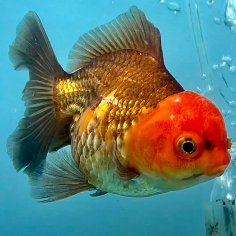 Thai Oranda Apache 3" Body Female (CK-344)R1A10