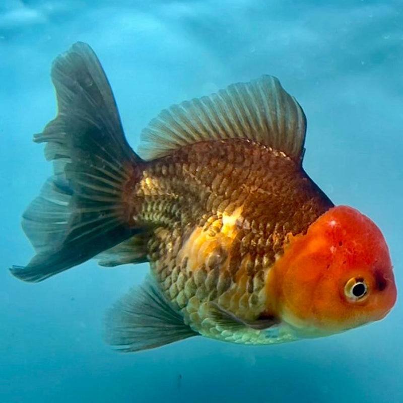 Thai Oranda Apache 3" Body Female (CK-344)R1A10