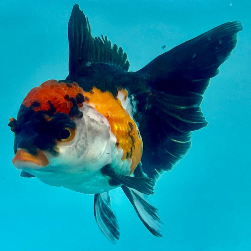 Thai Oranda Tri-Color 3" Body Female (CK-347)R1A10