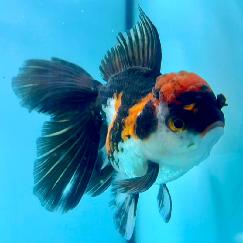 Thai Oranda Tri-Color 3" Body Female (CK-347)R1A10
