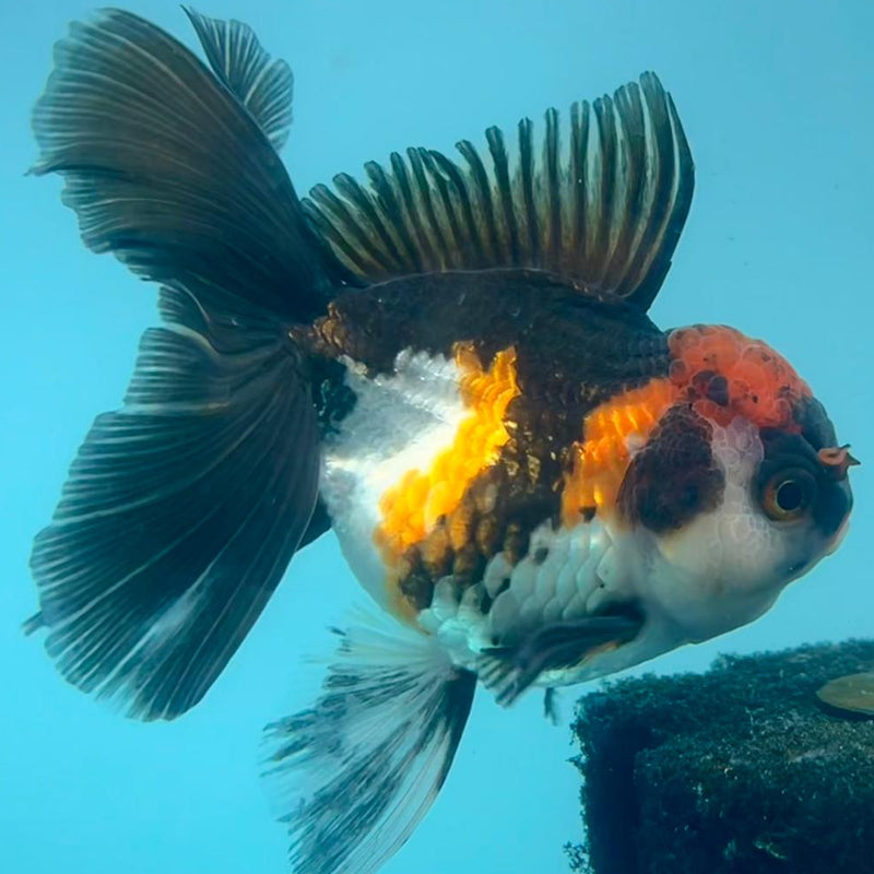 Thai Oranda Tri-Color 3" Body Female (CK-347)R1A10