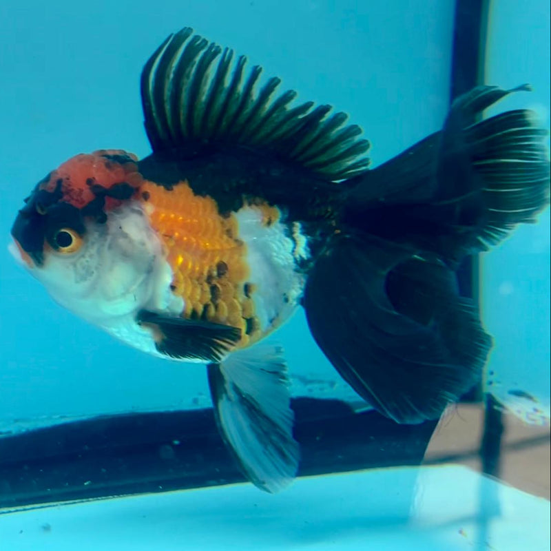 Thai Oranda Tri-Color 3" Body Female (CK-347)R1A10