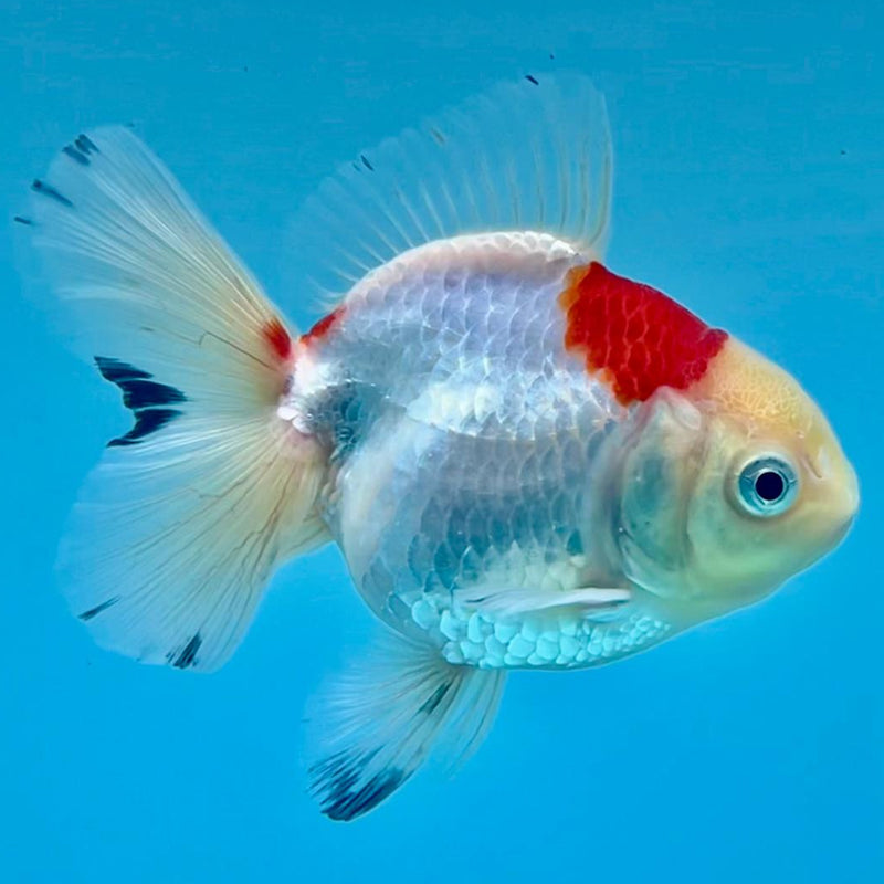 Thai Oranda Tri-Color 3" Body Male (CK-351)R3A02