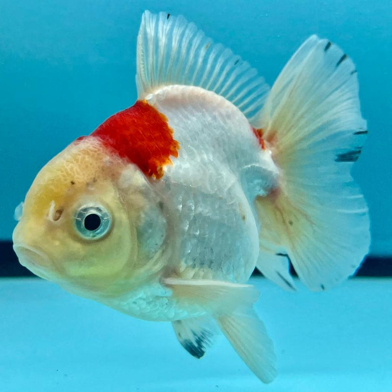 Thai Oranda Tri-Color 3" Body Male (CK-351)R3A02