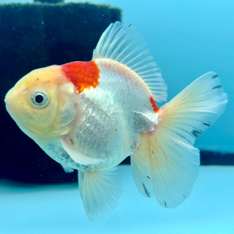 Thai Oranda Tri-Color 3" Body Male (CK-351)R3A02
