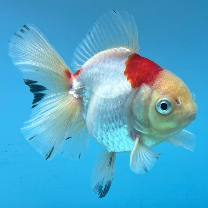 Thai Oranda Tri-Color 3" Body Male (CK-351)R3A02