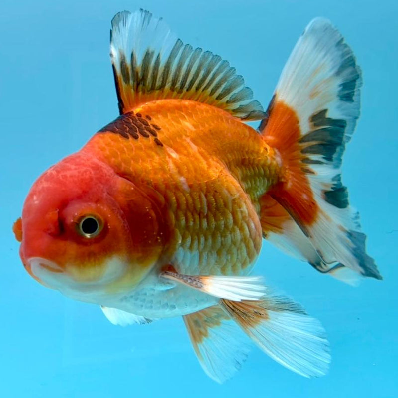 Thai Oranda Apache 3" Body Male (CK-352)R3A02