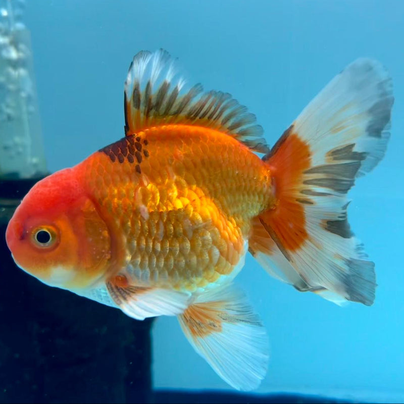 Thai Oranda Apache 3" Body Male (CK-352)R3A02