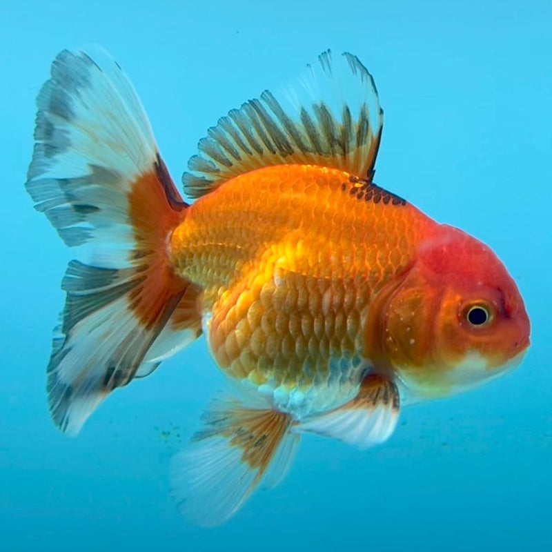 Thai Oranda Apache 3" Body Male (CK-352)R3A02