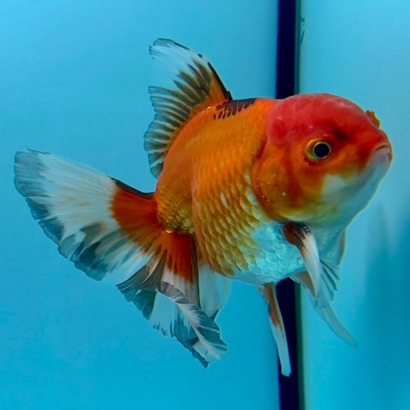 Thai Oranda Apache 3" Body Male (CK-352)R3A02