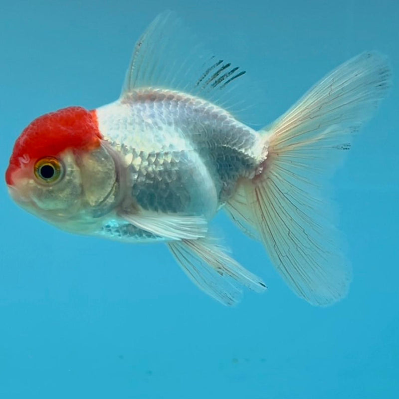 Thai Oranda White Body Red Cap 2.5" Body Male (CK-355)R3B04