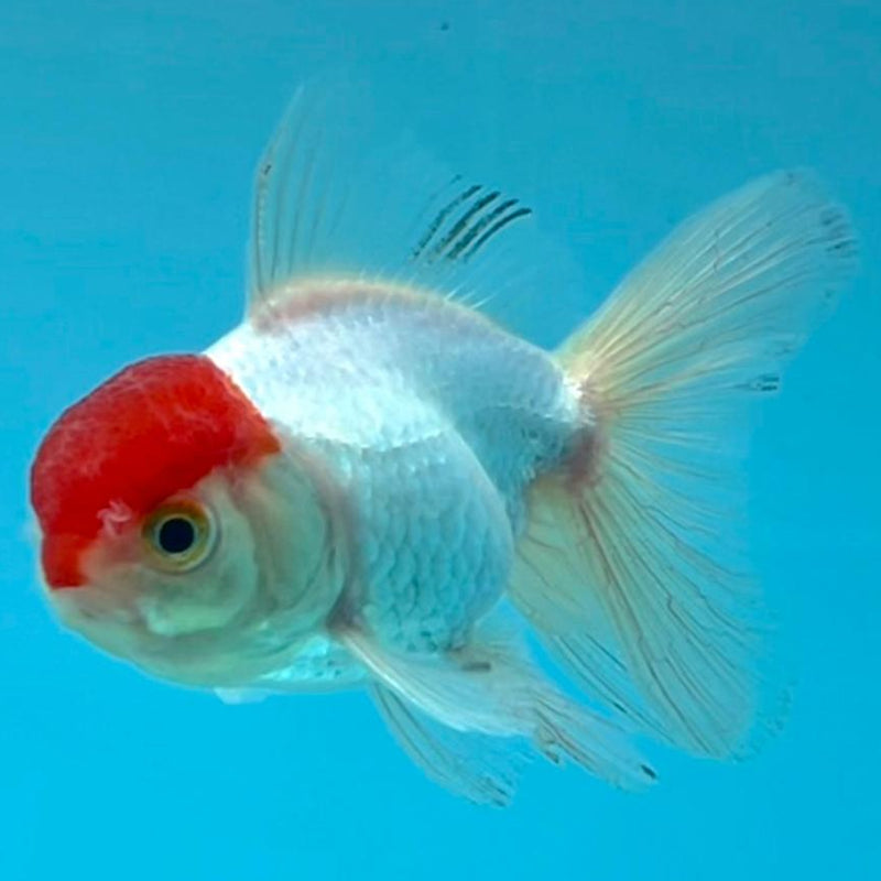 Thai Oranda White Body Red Cap 2.5" Body Male (CK-355)R3B04