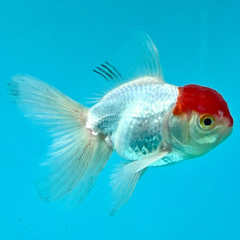 Thai Oranda White Body Red Cap 2.5" Body Male (CK-355)R3B04