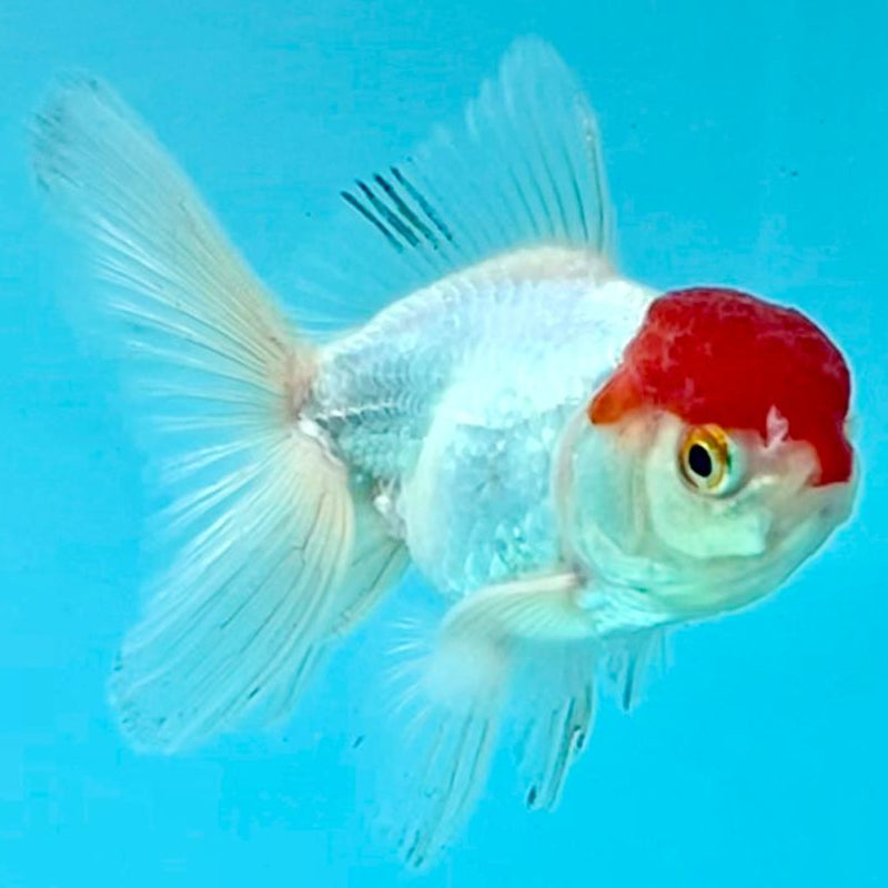Thai Oranda White Body Red Cap 2.5" Body Male (CK-355)R3B04