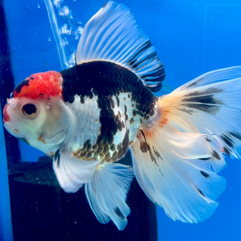 Thai Oranda Tri-Color Orchid Tail 4" Body Male (CK-362)R1A11