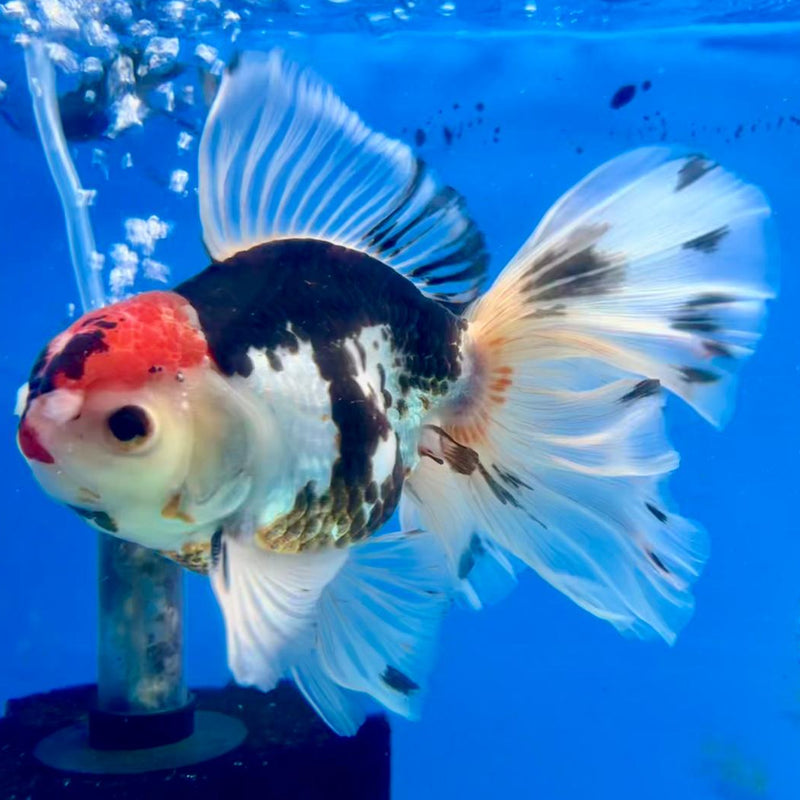 Thai Oranda Tri-Color Orchid Tail 4" Body Male (CK-362)R1A11