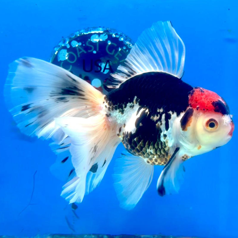 Thai Oranda Tri-Color Orchid Tail 4" Body Male (CK-362)R1A11