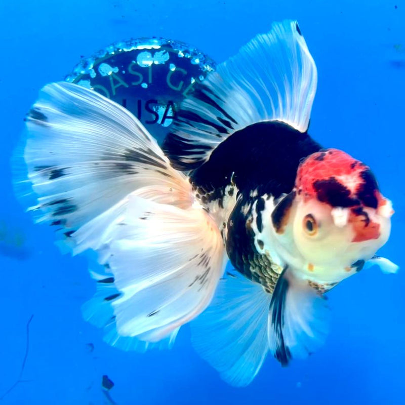 Thai Oranda Tri-Color Orchid Tail 4" Body Male (CK-362)R1A11