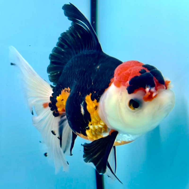 Thai Oranda Apache Orchid Tail 4.5" Body Male (CK-358)R1A11