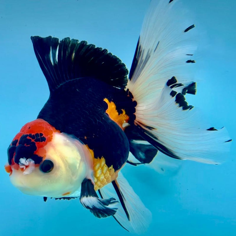 Thai Oranda Apache Orchid Tail 4.5" Body Male (CK-358)R1A11