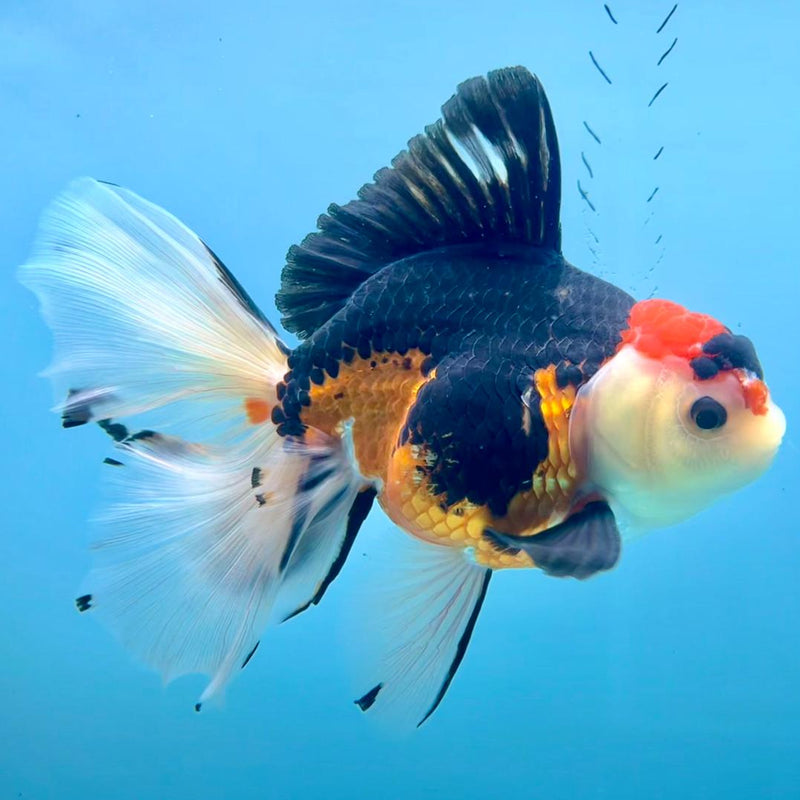 Thai Oranda Apache Orchid Tail 4.5" Body Male (CK-358)R1A11