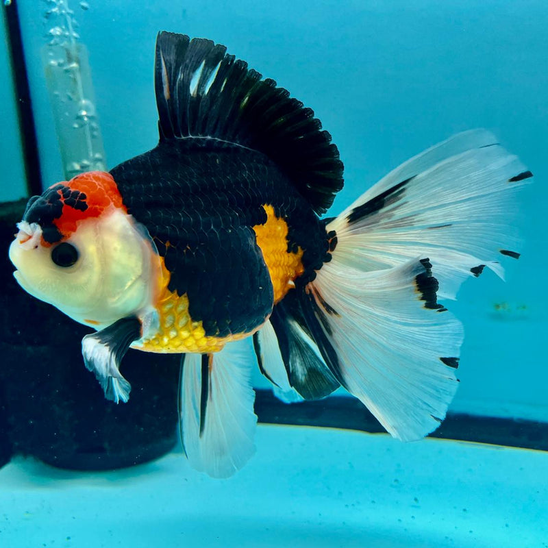Thai Oranda Apache Orchid Tail 4.5" Body Male (CK-358)R1A11