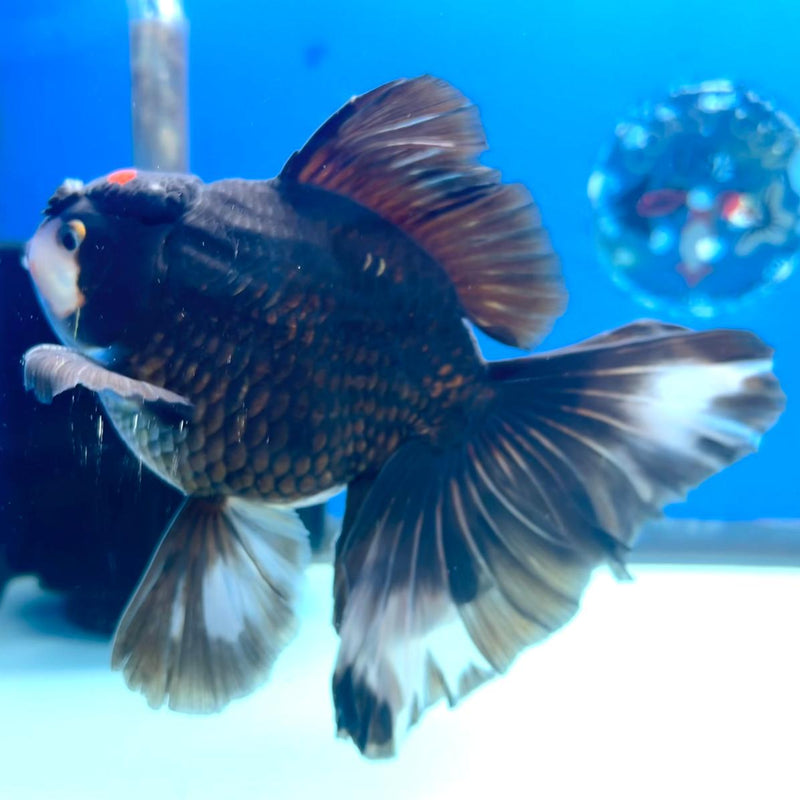 Thai Oranda Black Body Red Cap Orchid Tail 4" Male (CK-364)R1A11