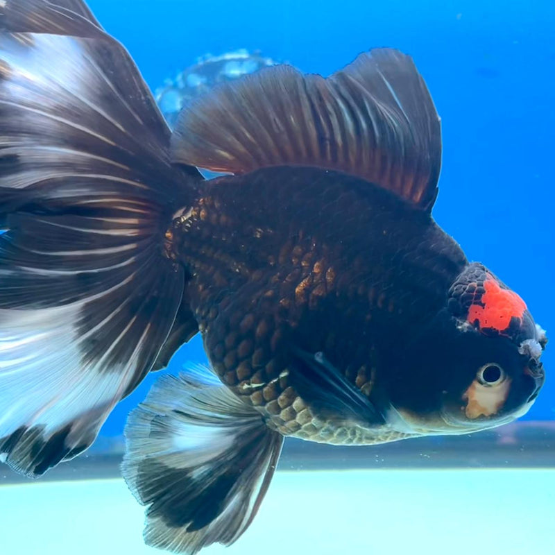 Thai Oranda Black Body Red Cap Orchid Tail 4" Male (CK-364)R1A11