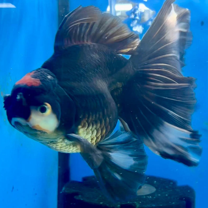 Thai Oranda Black Body Red Cap Orchid Tail 4" Male (CK-364)R1A11