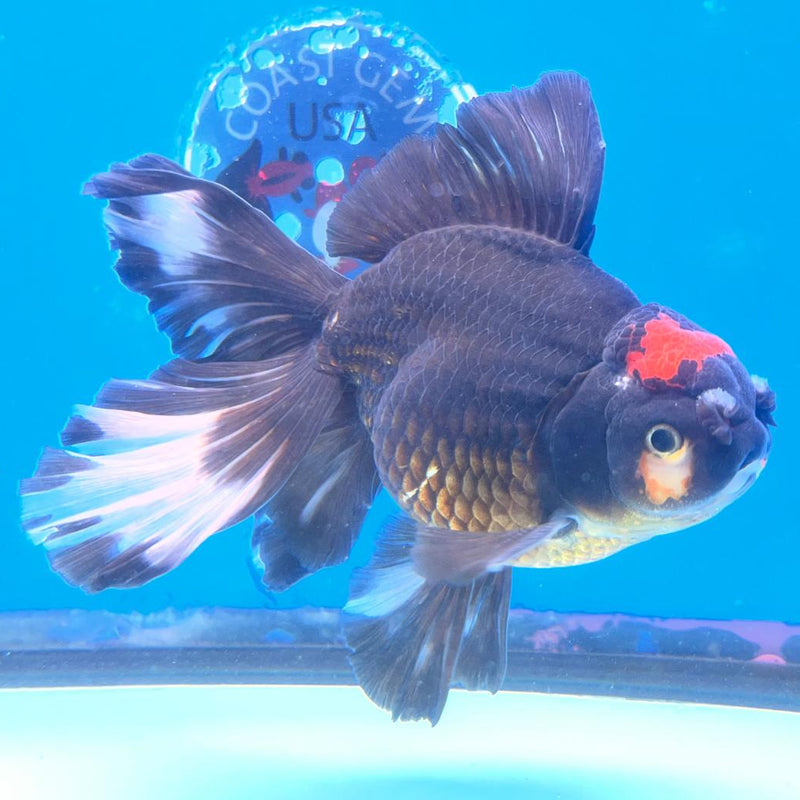 Thai Oranda Black Body Red Cap Orchid Tail 4" Male (CK-364)R1A11